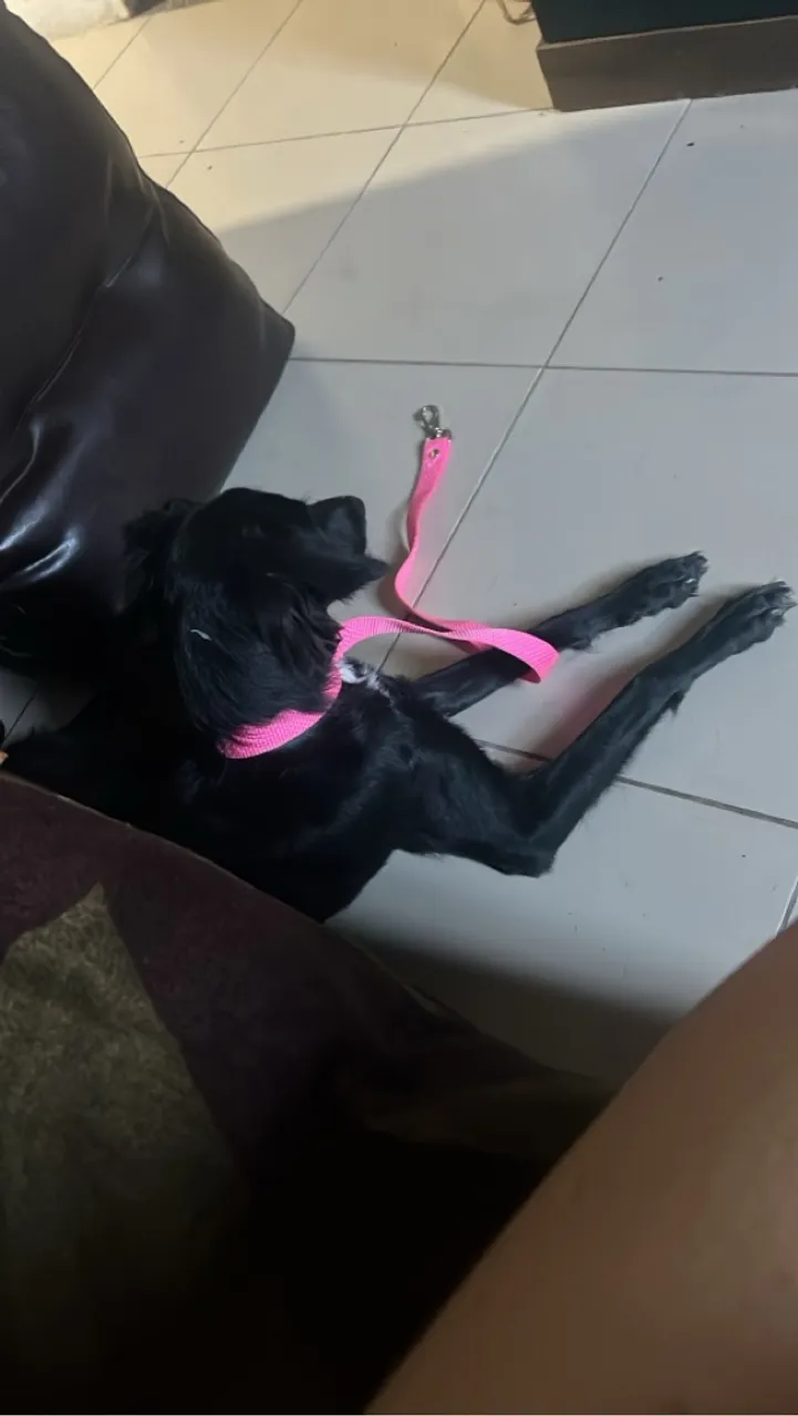 Cachorrinha preta com detalhe branco