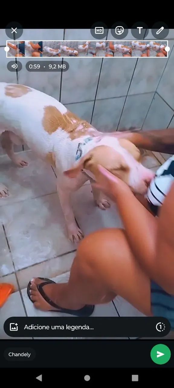 Doação de Pitbull castrado e manso - Foto 4