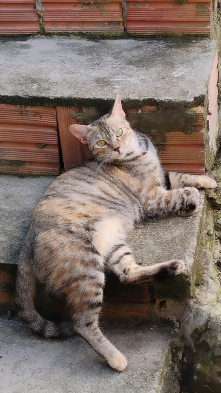 Gatinha doação  - Foto 2