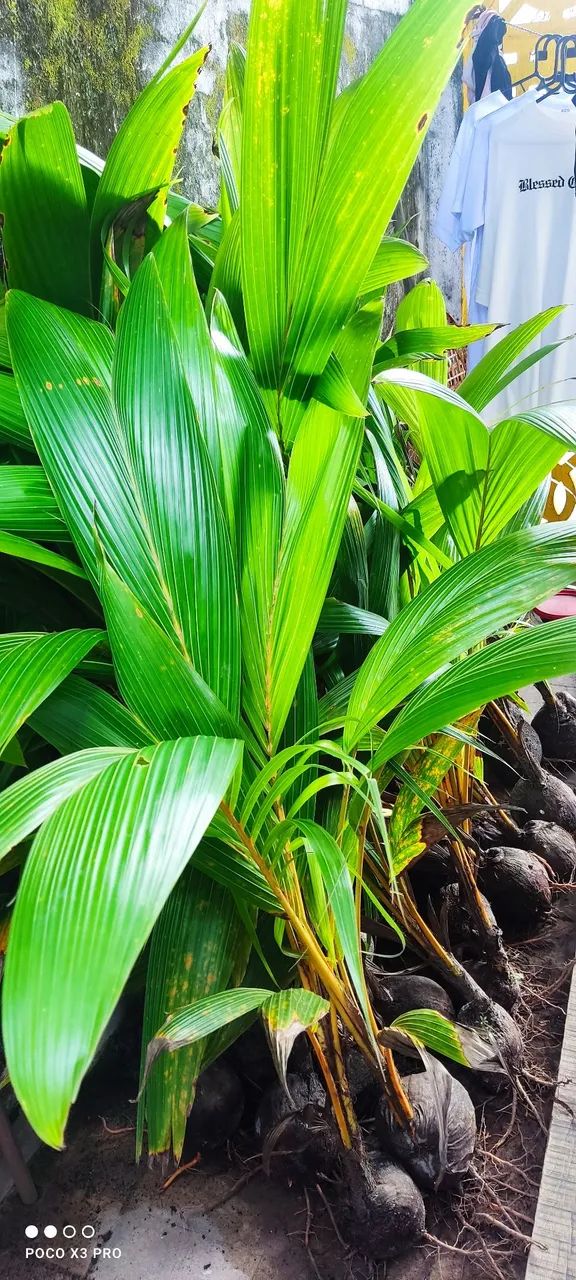 Coco anão e outras frutíferas enxertadas. Plantas ormamentais - Foto 4