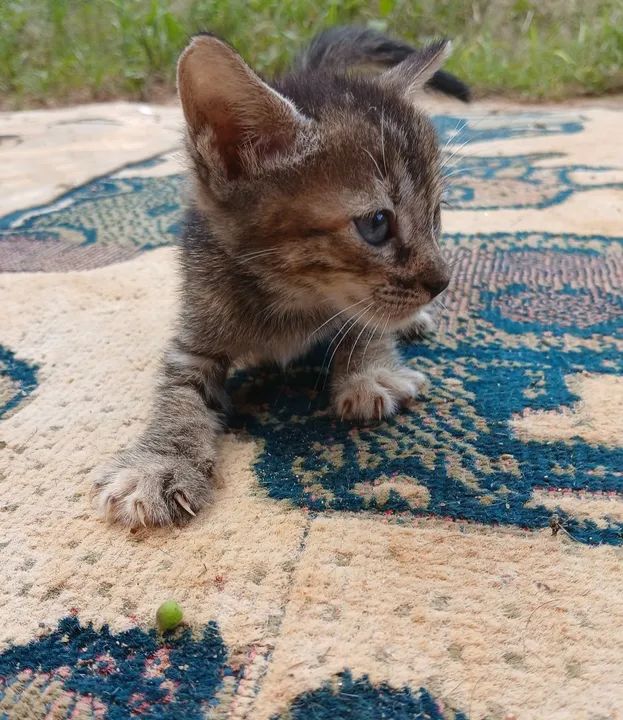 Gatinha para Doação  - Foto 6