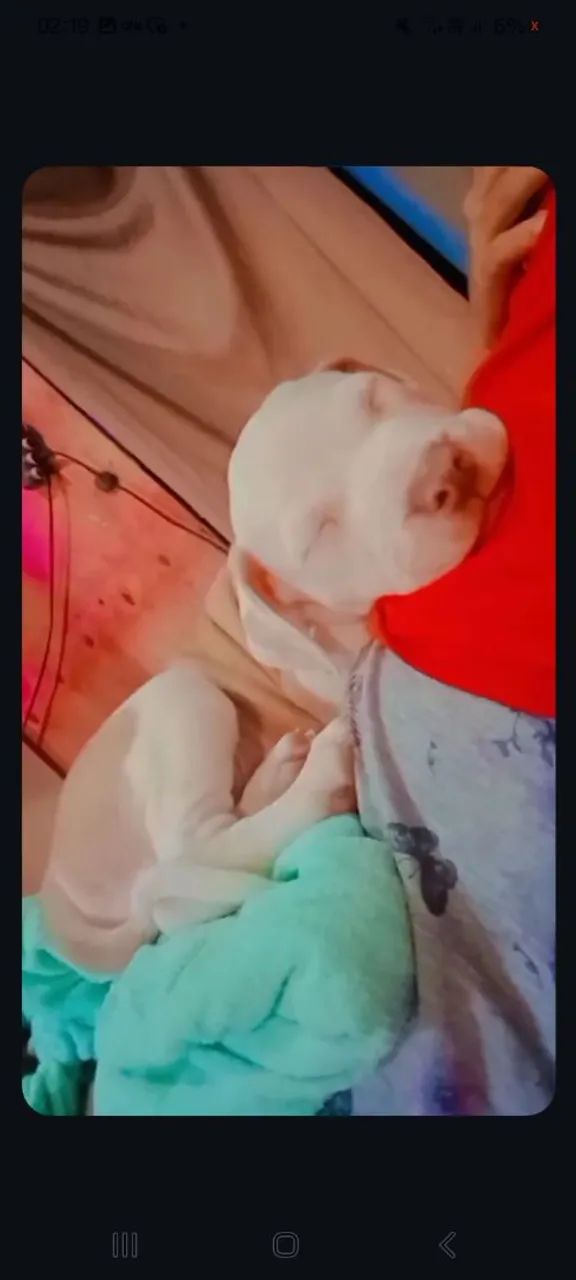 Cachorro macho pedigree pitbull puro - Foto 3