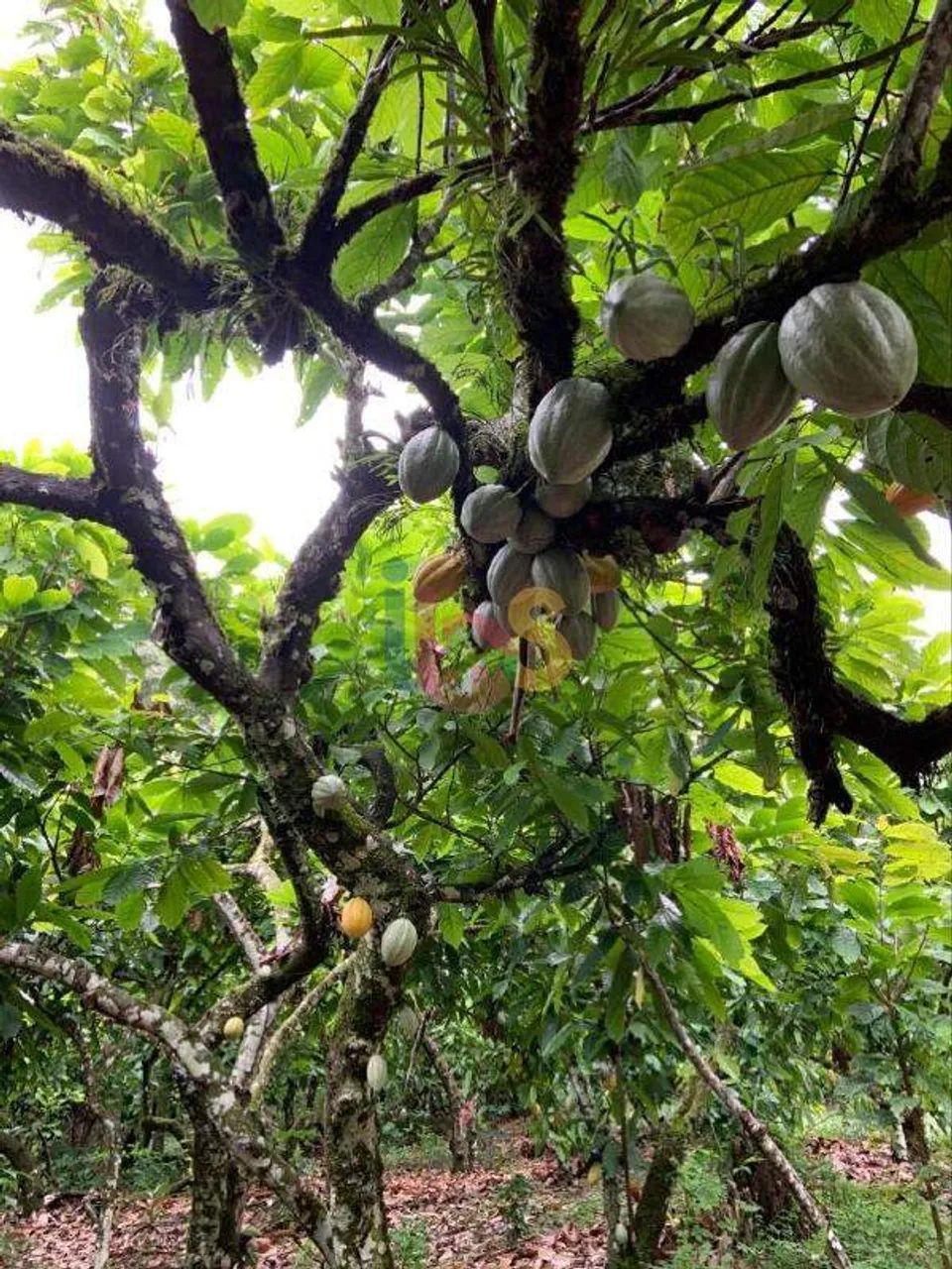 Fazenda em Una - Foto 2
