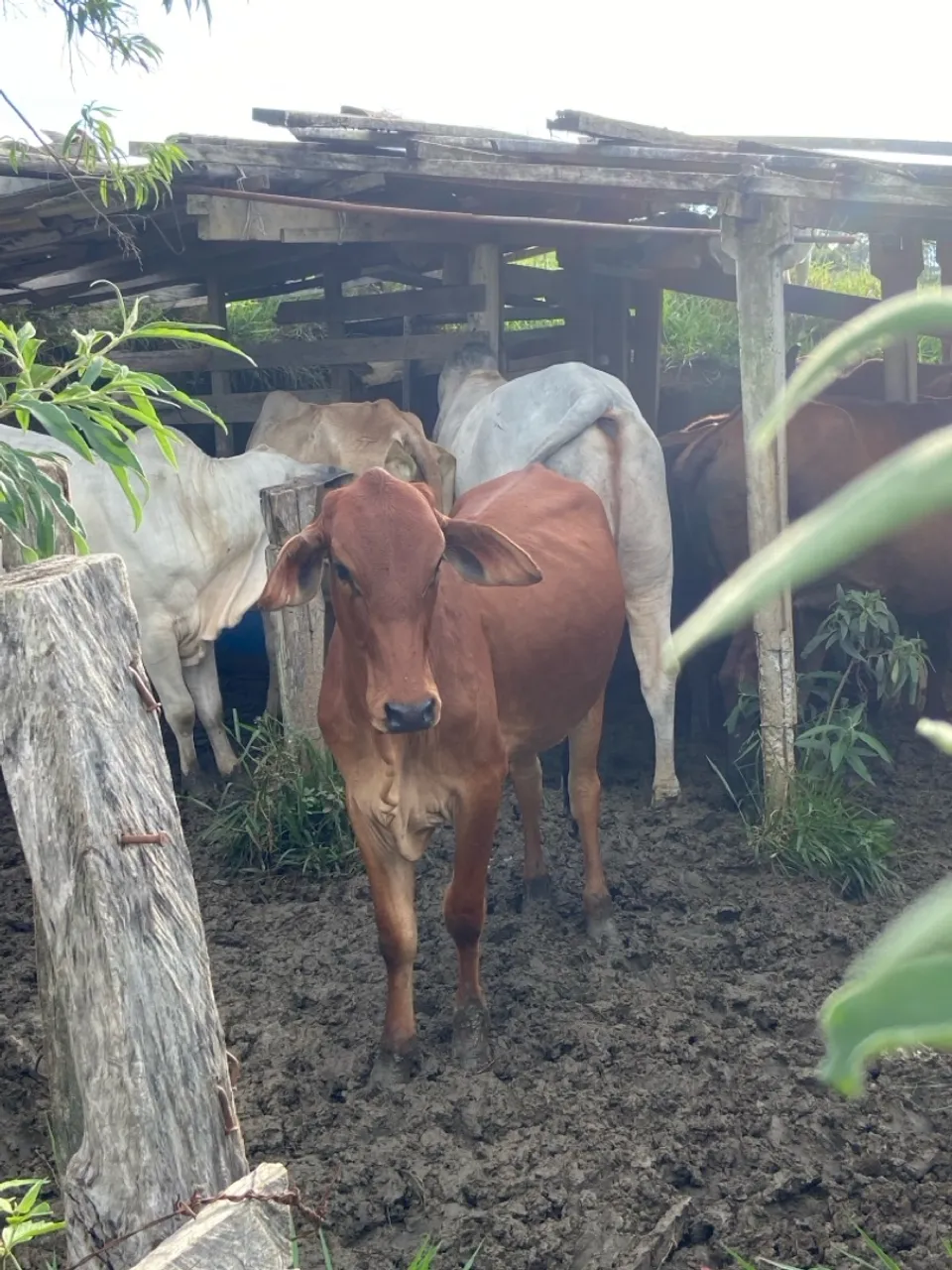 Novilhas para venda