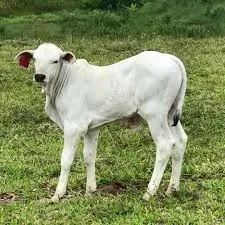 Bezerro Nelore 7 meses