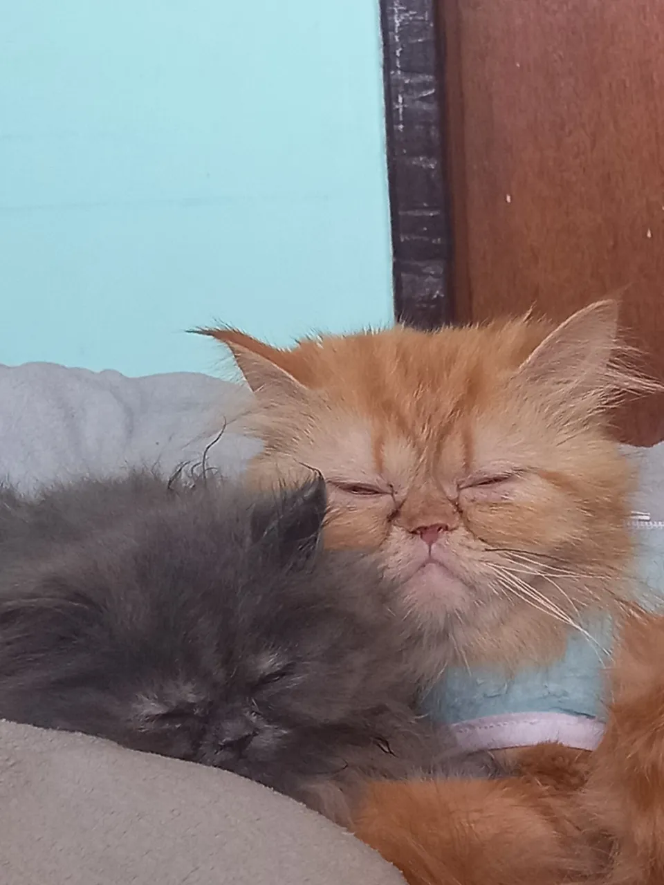 Gatinhos Persas para Adoção: Fofura em Dobro!