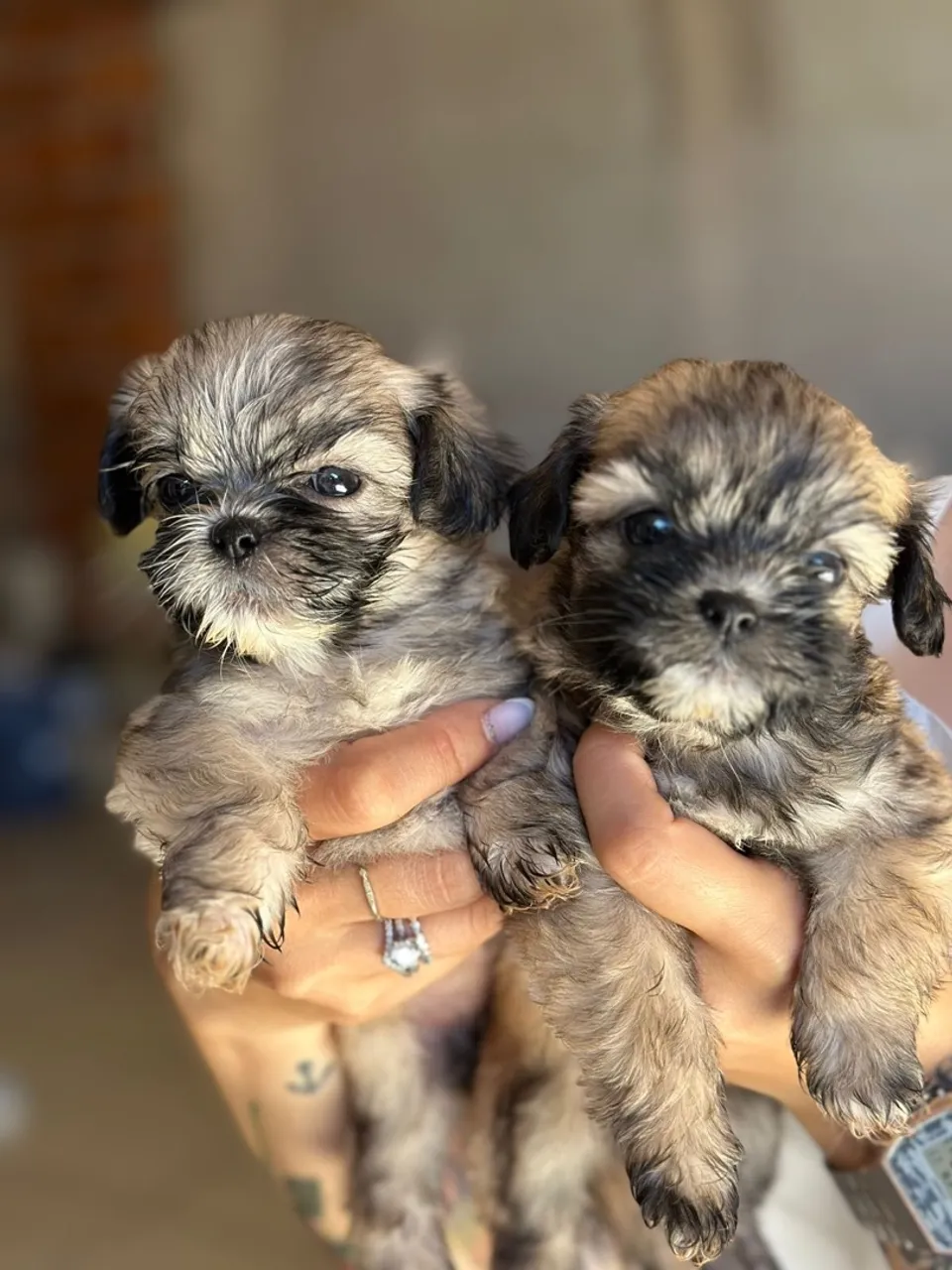 Filhotes de Shih Tzu fofinhos e adoráveis!