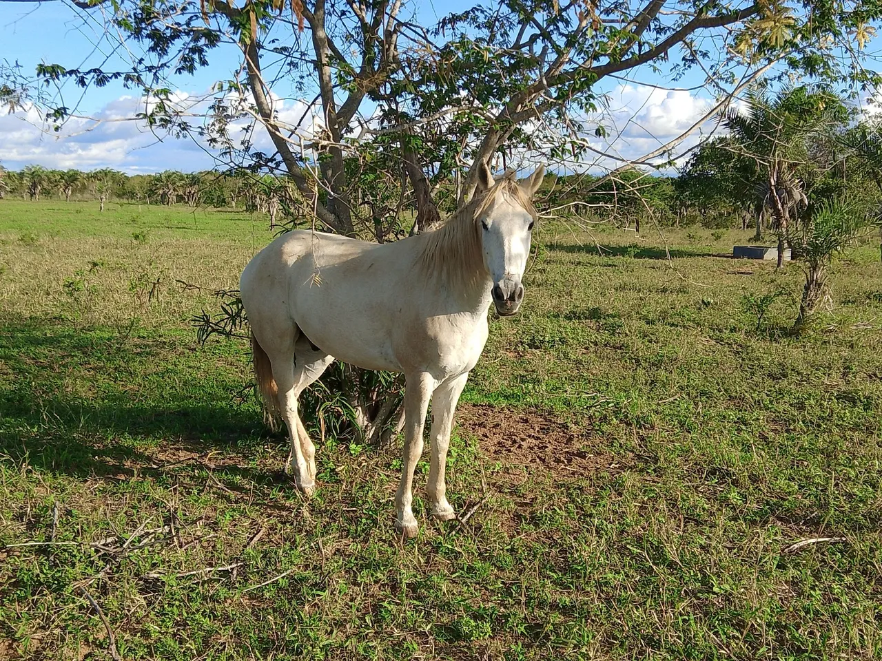 Cavalo branco para agropecuária