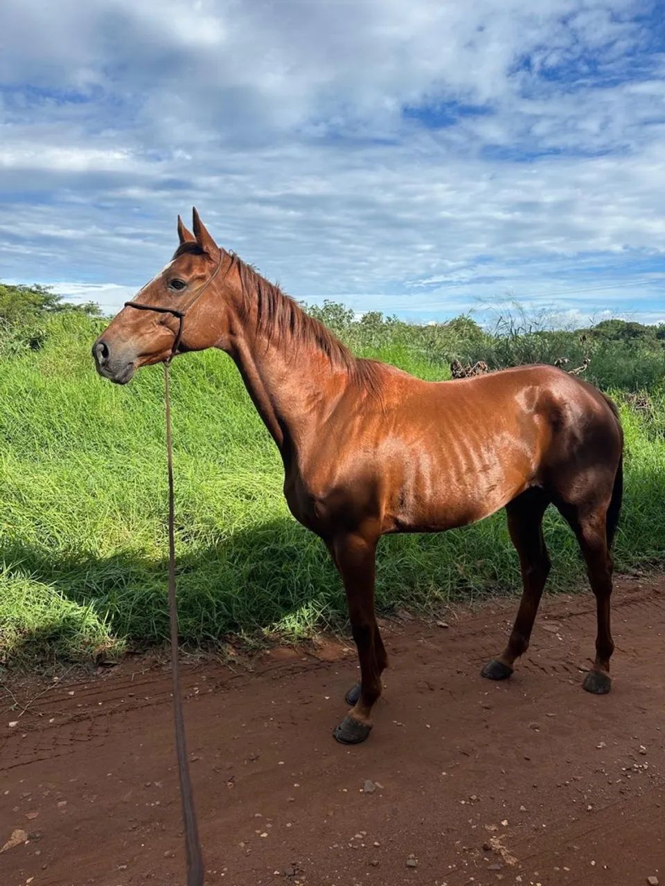 Égua (cavalo) PSI / Hipismo  - Foto 3