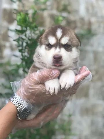 Husky Siberiano Filhote Seu Companheiro Ideal com Garantia Total e Pedigree Oficial!