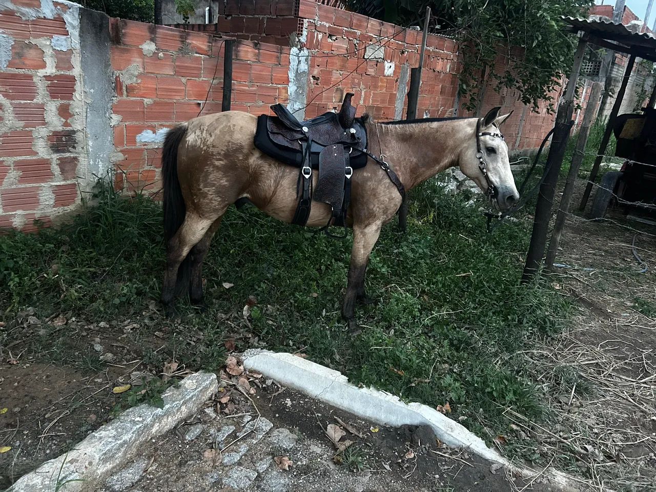 Cavalo quarto de Milha  - Foto 4