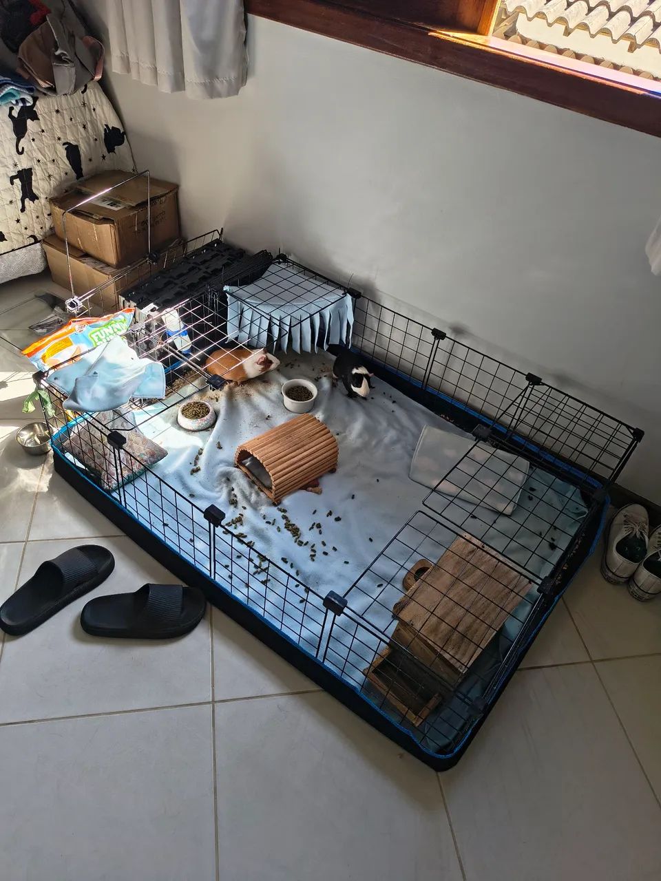 Porquinhos da Índia  - Foto 2