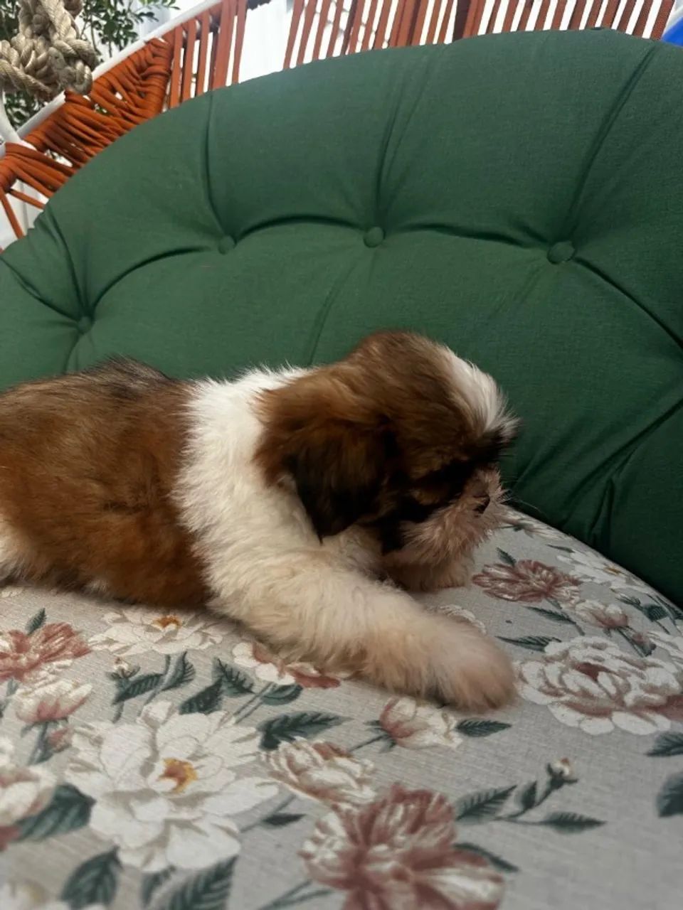 Filhote shitszu- pai e mãe com pedigree  - Foto 2