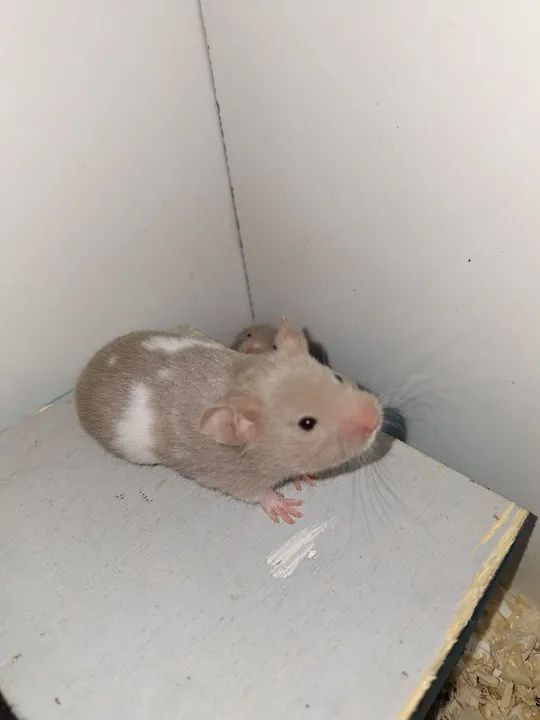 Filhotes de hamsster's 