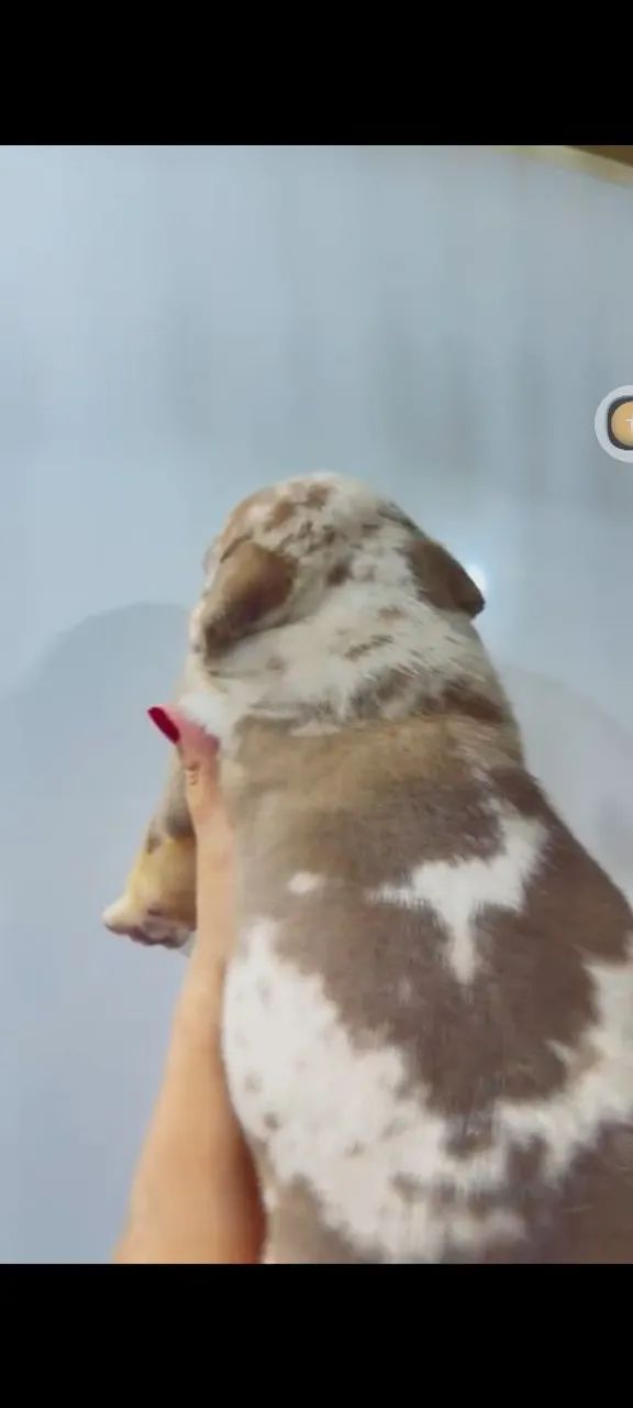 Filhote American Bully  - Foto 4