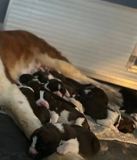 Fofuxos Doguinhos Sao Bernardo