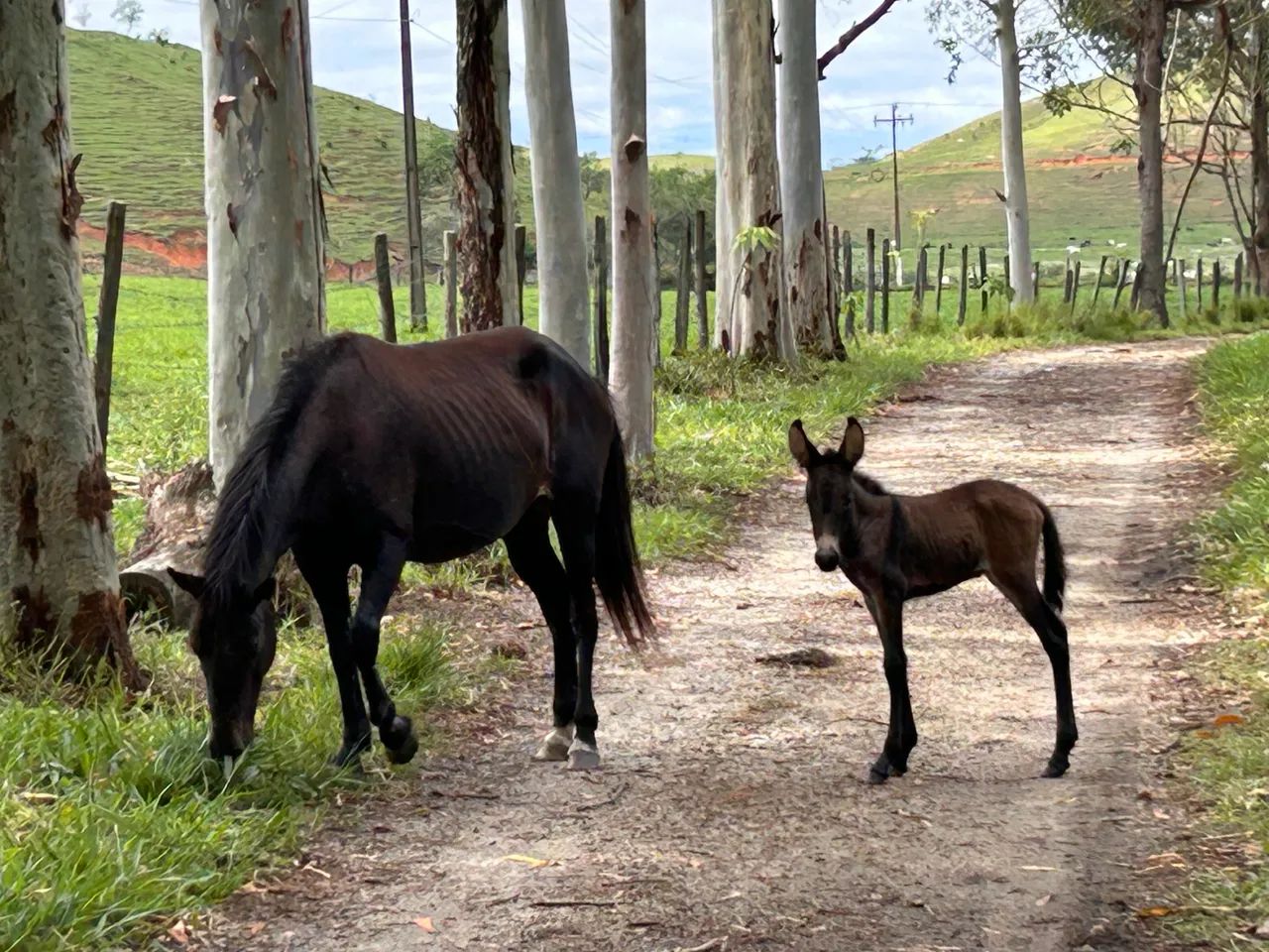 Égua com cria ao pé  - Foto 5