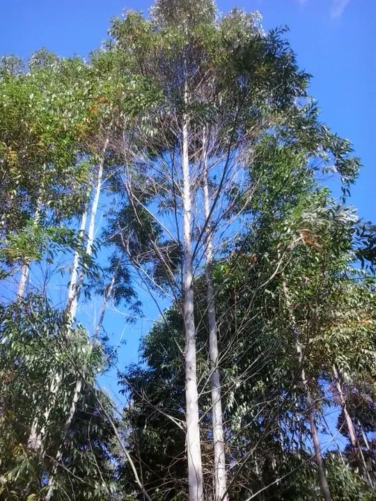 Oportunidade. Excelente Sítio em Nova Friburgo Ótima Área de Terreno - Foto 6