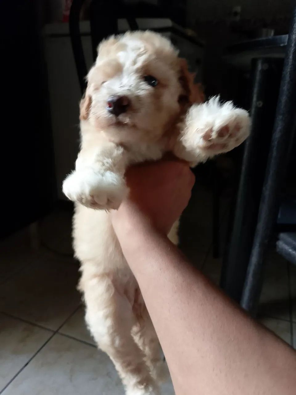 Filhote de Poodle - Foto 4