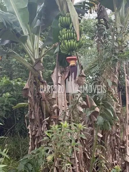 Barrozo Imóveis - Sítio a venda com 2.02 alq (9.8 ha) com córrego, nascente, pasto. - Foto 10