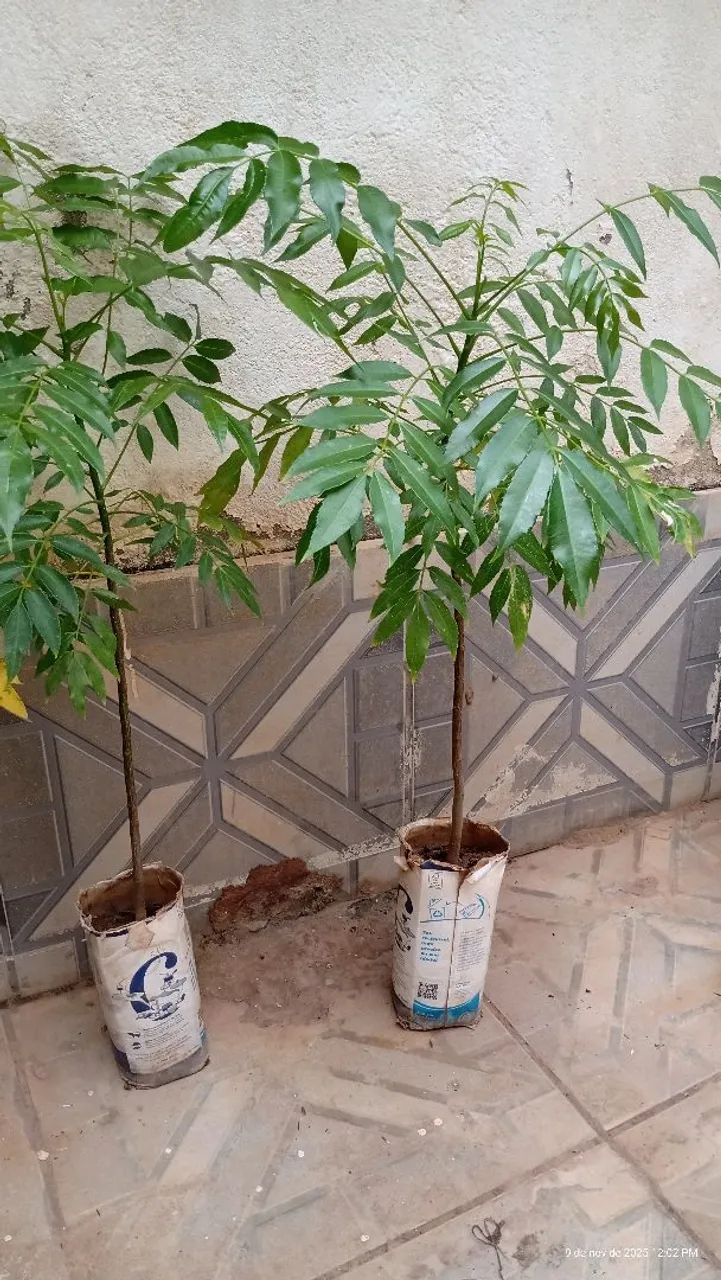 Vendo muda de cajá anão 