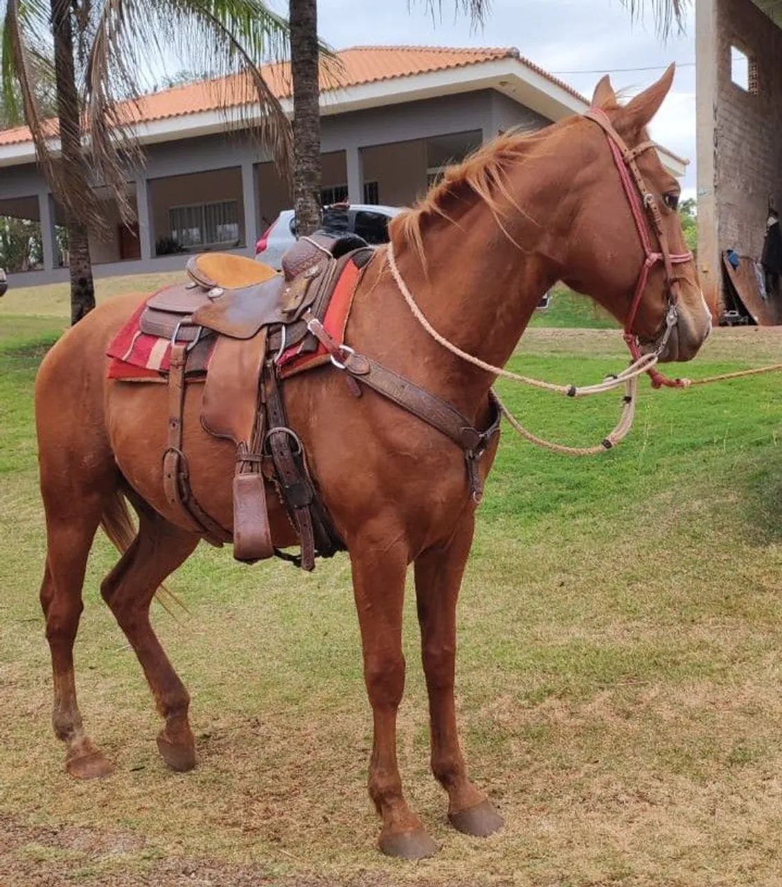 Cavalo Quarto de Milha - 9 anos - Castrado - R$ 2.500 - Foto 3