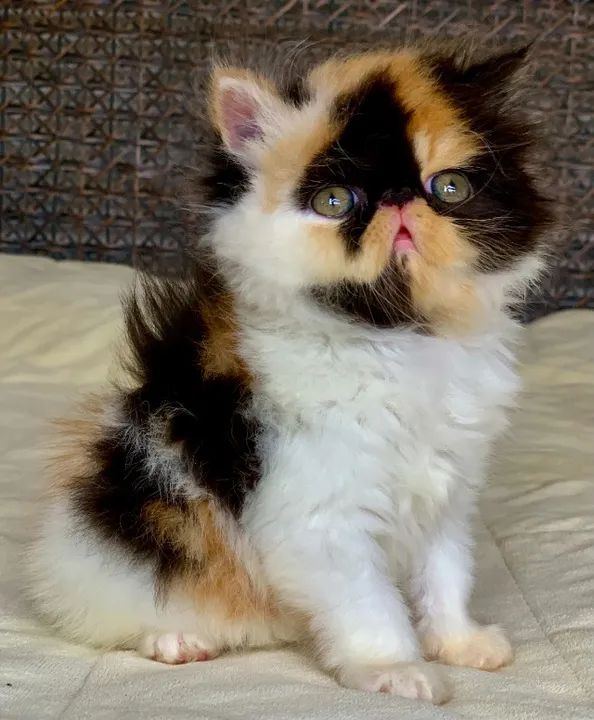 Show De Gata Persa filhote Feméa tricolor pelo longo extremadissima,C/55 Dias Super Linda. - Foto 6