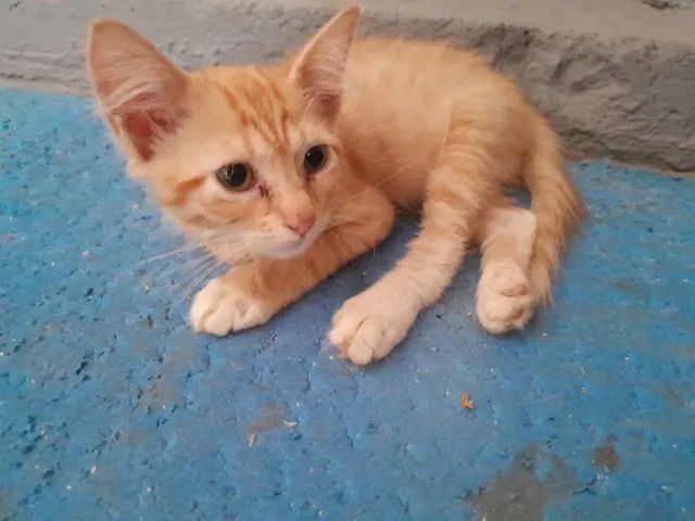 gatinhos para adoção - Foto 5