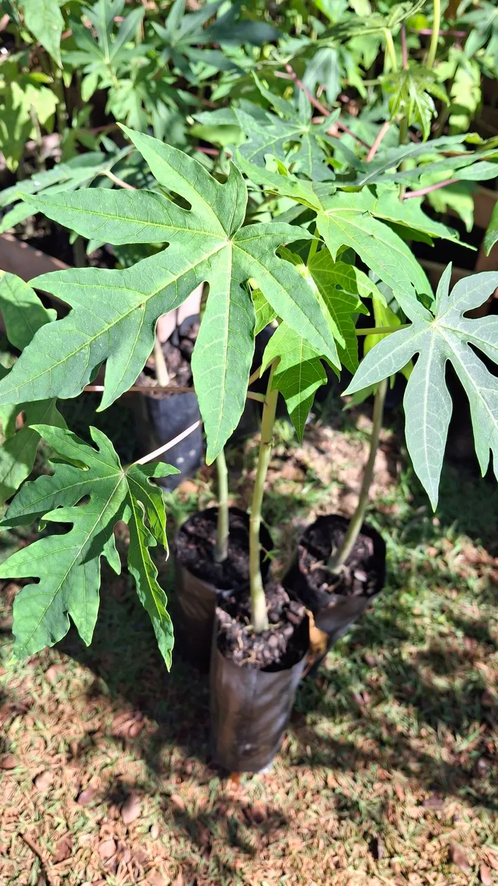 Mudinhas de Mamão: Plante e Colha seus Frutos!