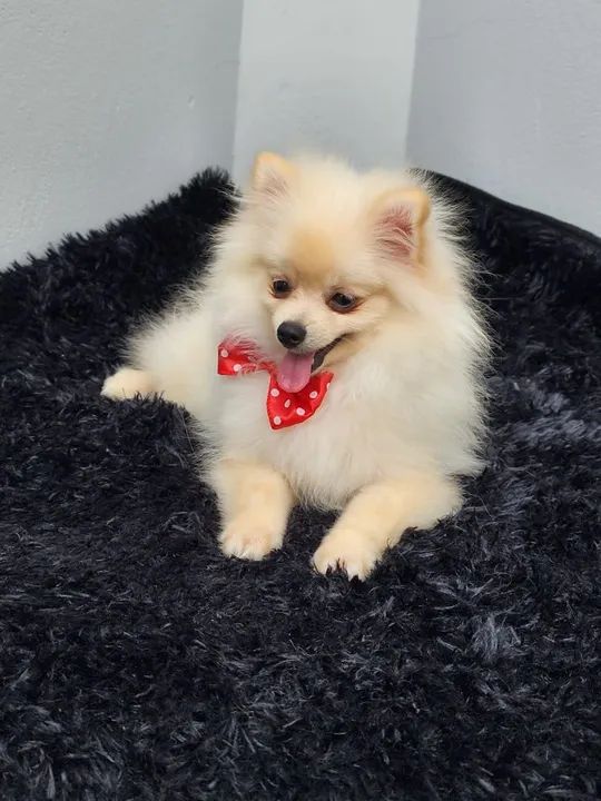 Spitz alemão  machinhos