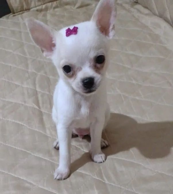 filhotes de Chihuahua! - Foto 3