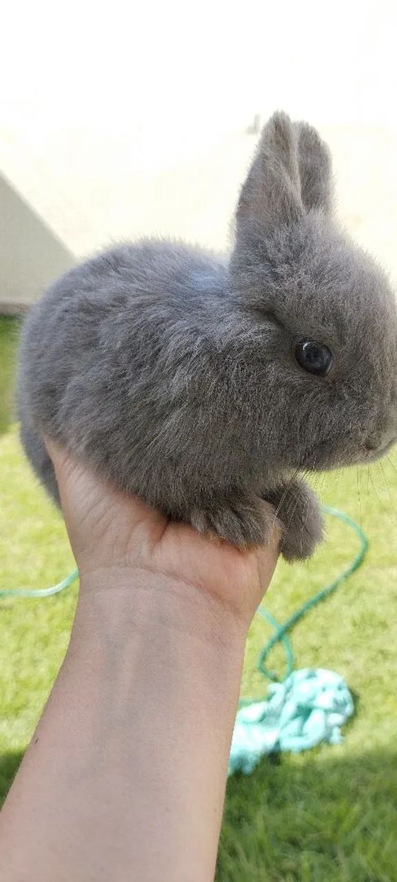 Coelho Anão  - Foto 3