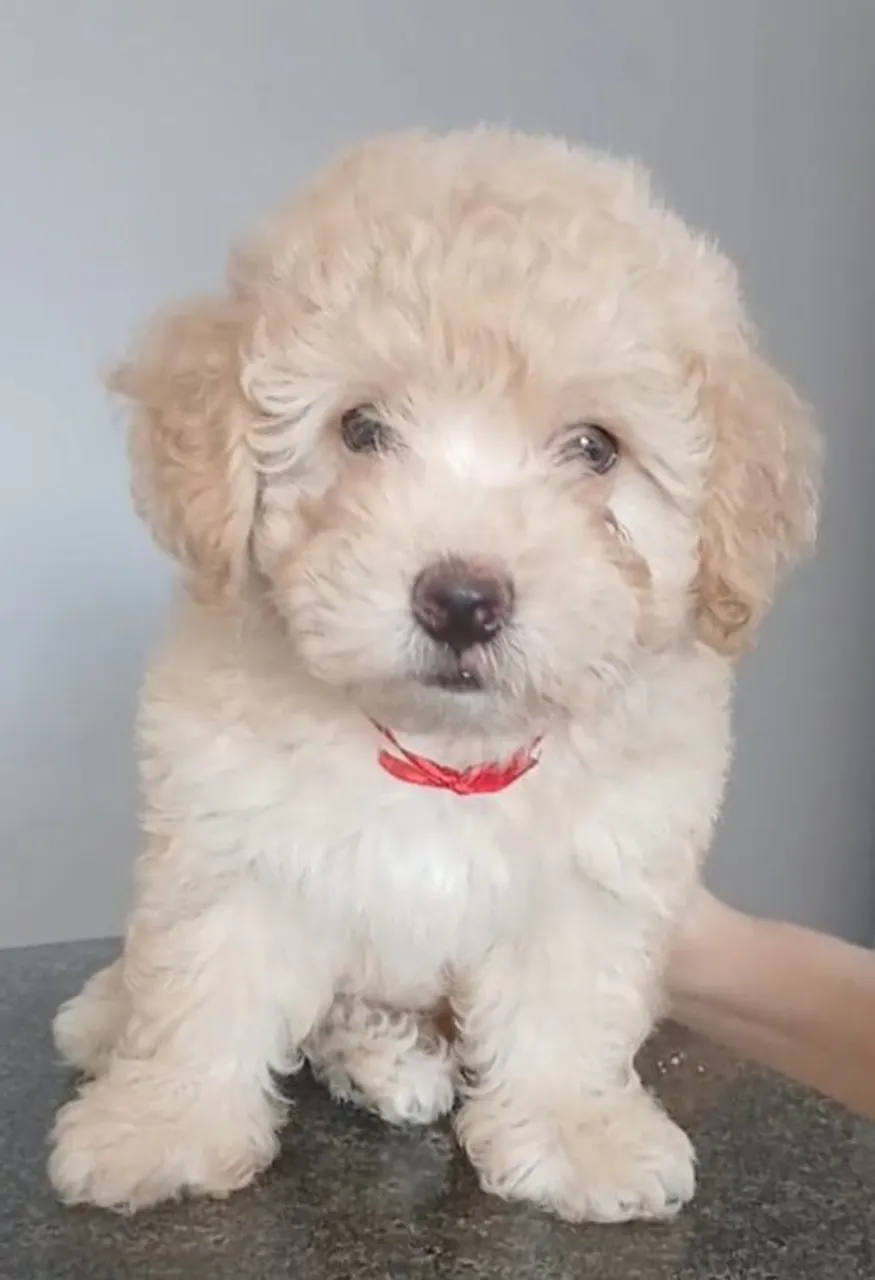 Filhotes de Poodle a 600,00.
