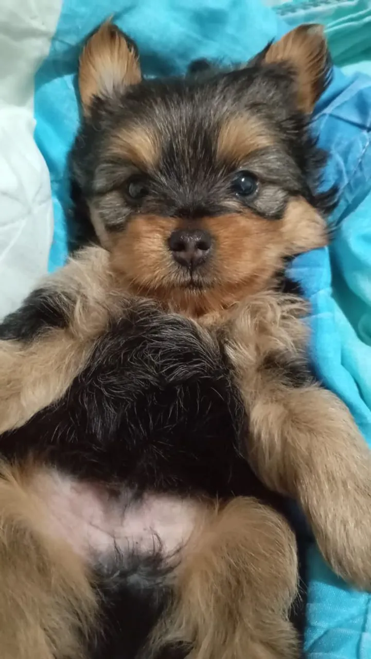 Yorkshire Terrier LEGÍTIMO