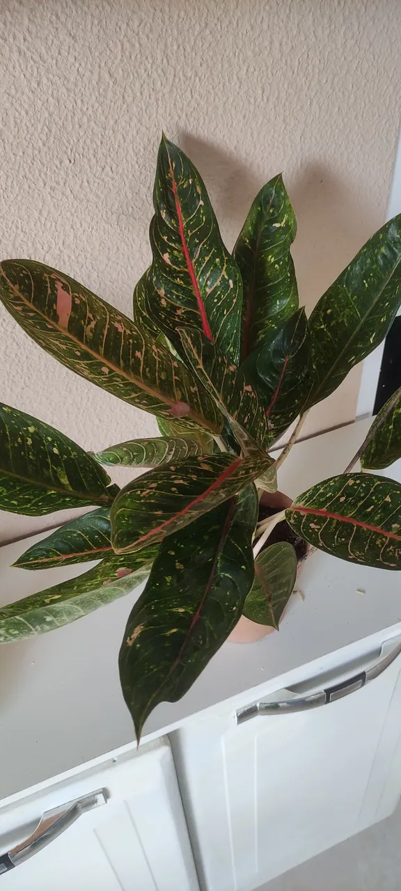 Planta Aglaonema Dona Carmem