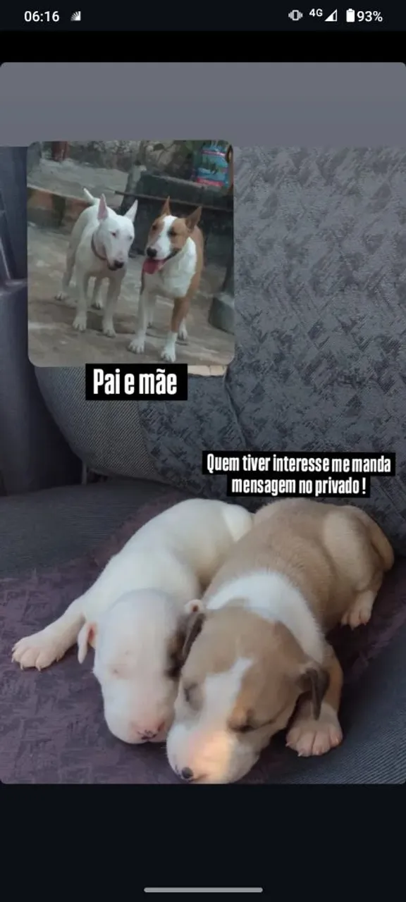 Filhotes de Bullterrie 