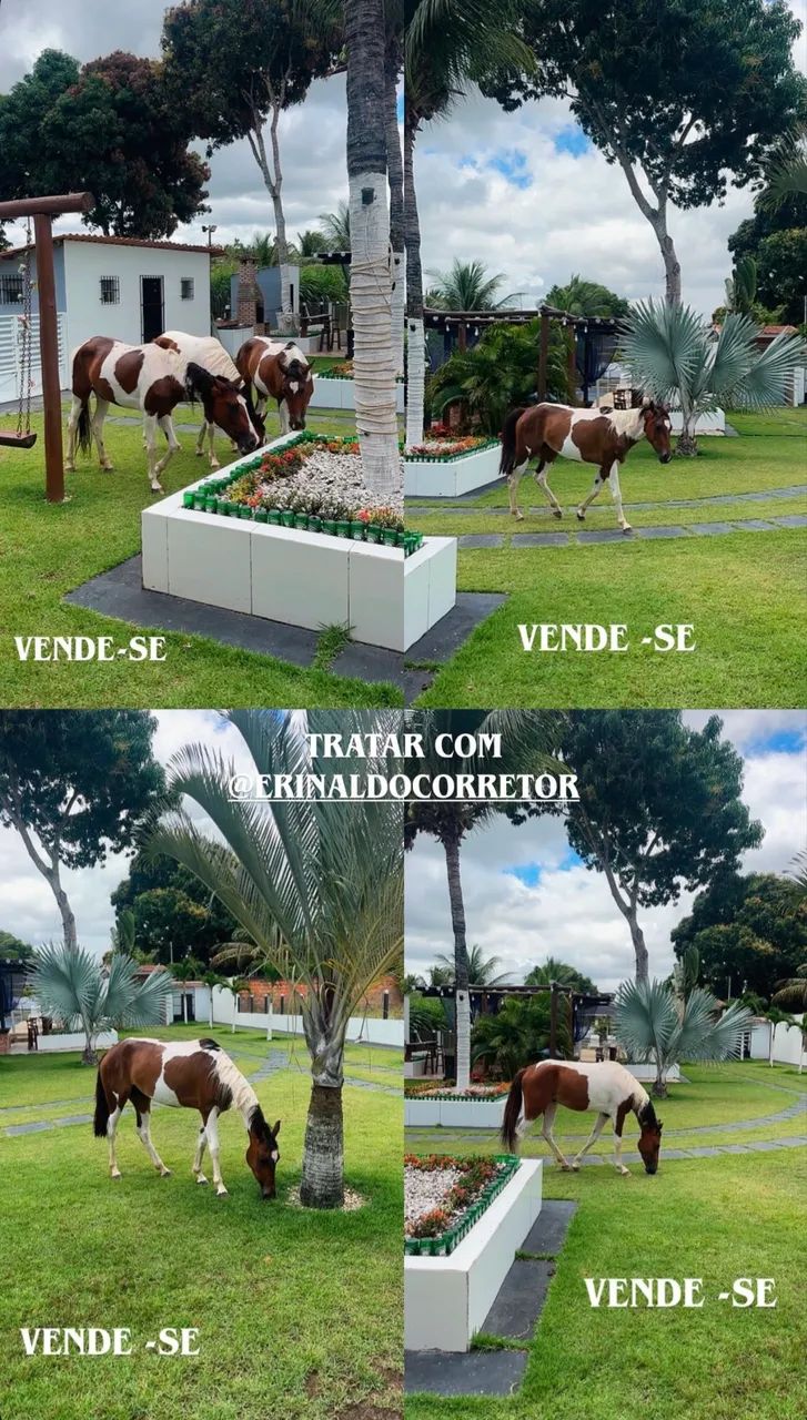 Cavalos  - Foto 6