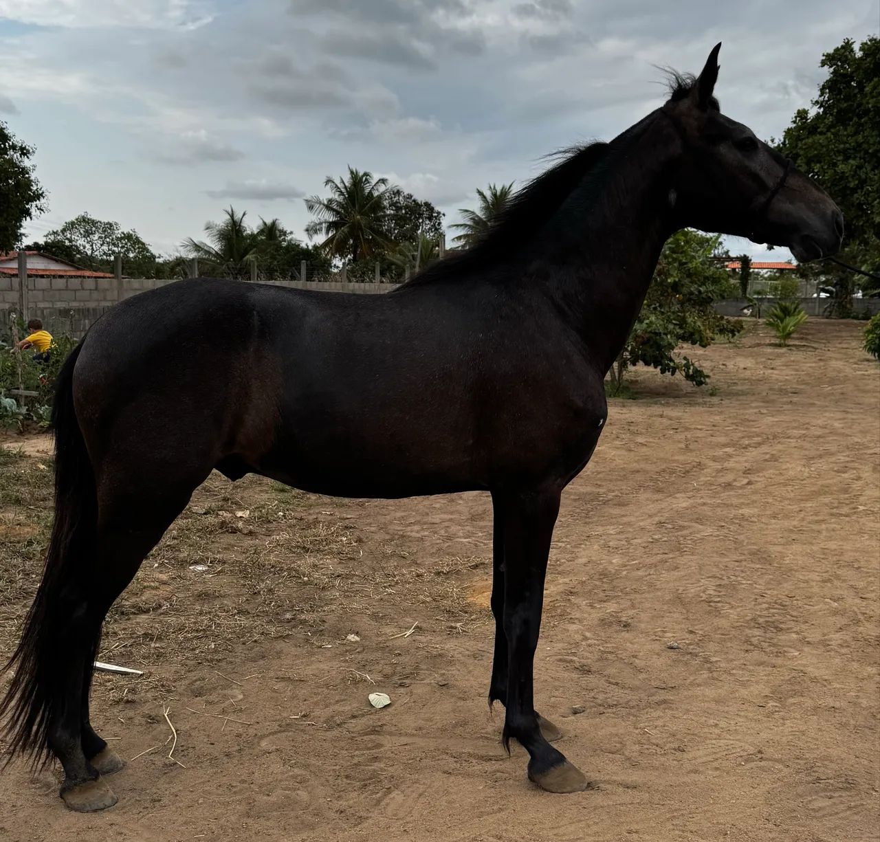 Cavalo mangolino - Foto 4