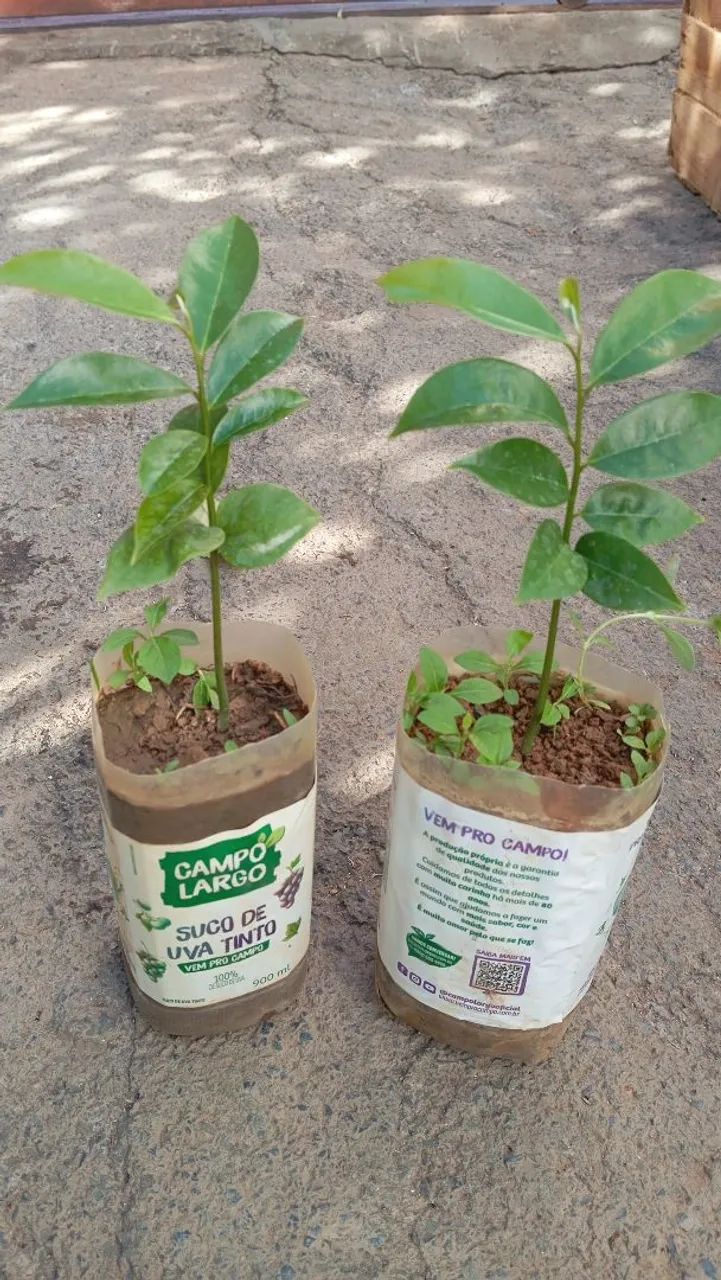 6 Mudas de cana Caiana por 50 reais  - Foto 5