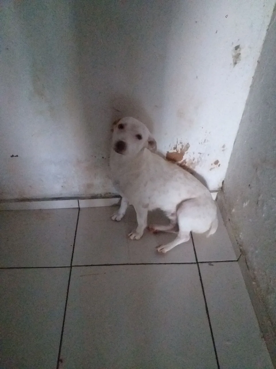 Cachorra branca para adoção