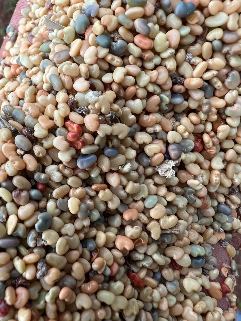 Sementes de Crotalária Ochoroleuca - Foto 2