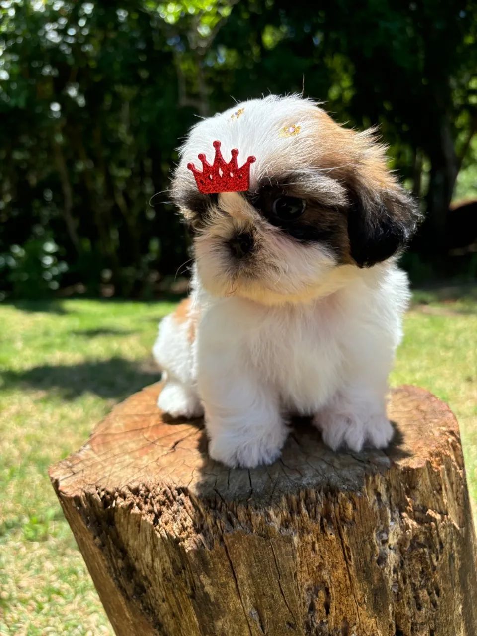 Vendo Lindas Fêmeas de Shitzu Mini - Foto 5