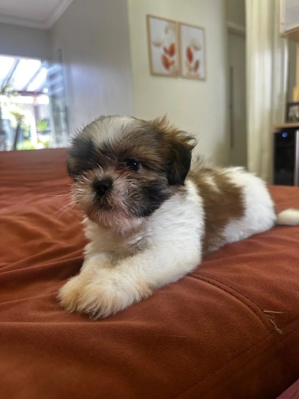 Filhote shitszu- pai e mãe com pedigree  - Foto 3