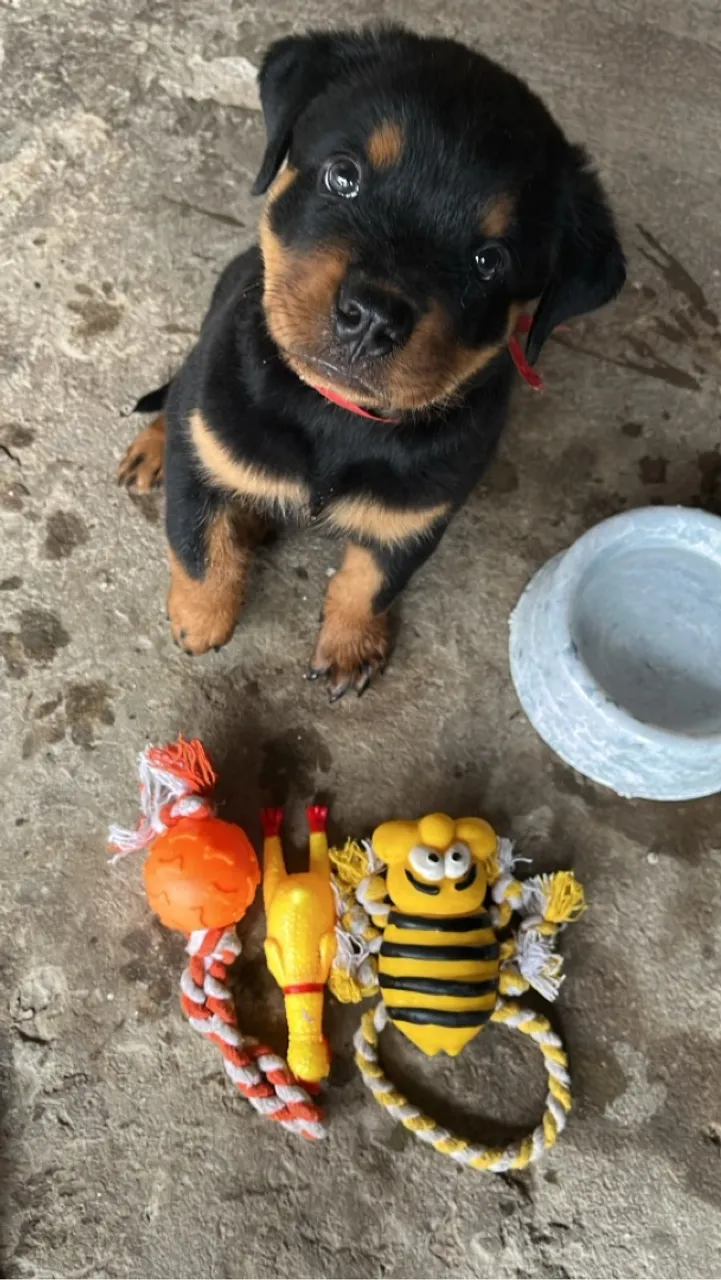 Filhote de Rottweiler Macho - Puro Sangue
