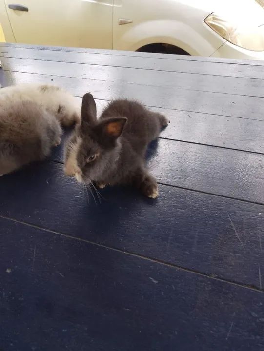 Coelhinho mini lion - Foto 4