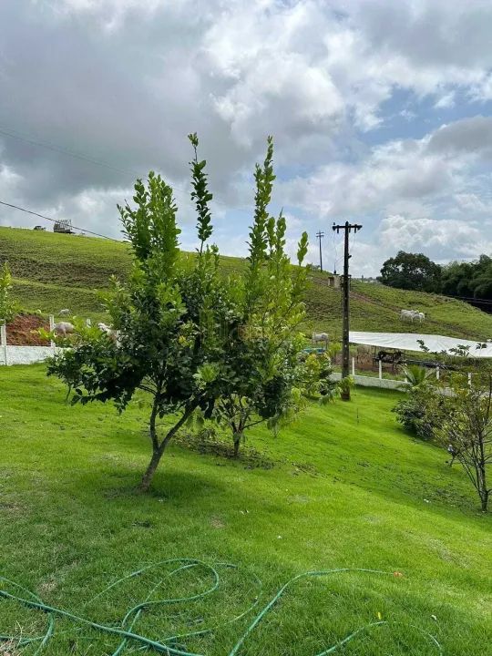 Fazenda À Venda em Atalaia! Leia a Descrição! - Foto 5