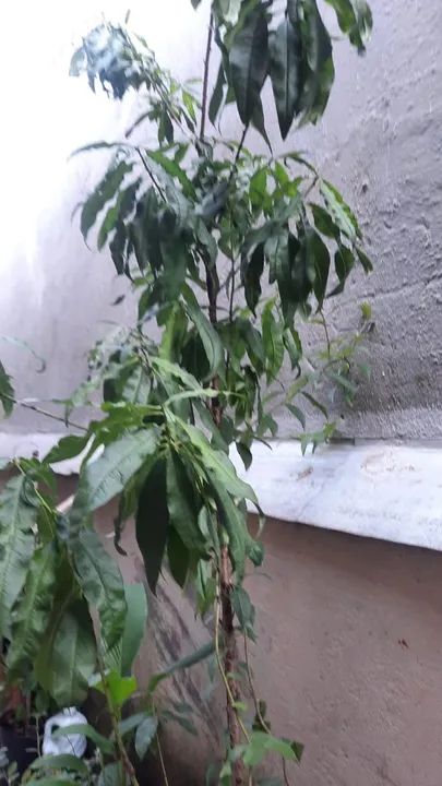 Frutíferas cultivadas em vasos 