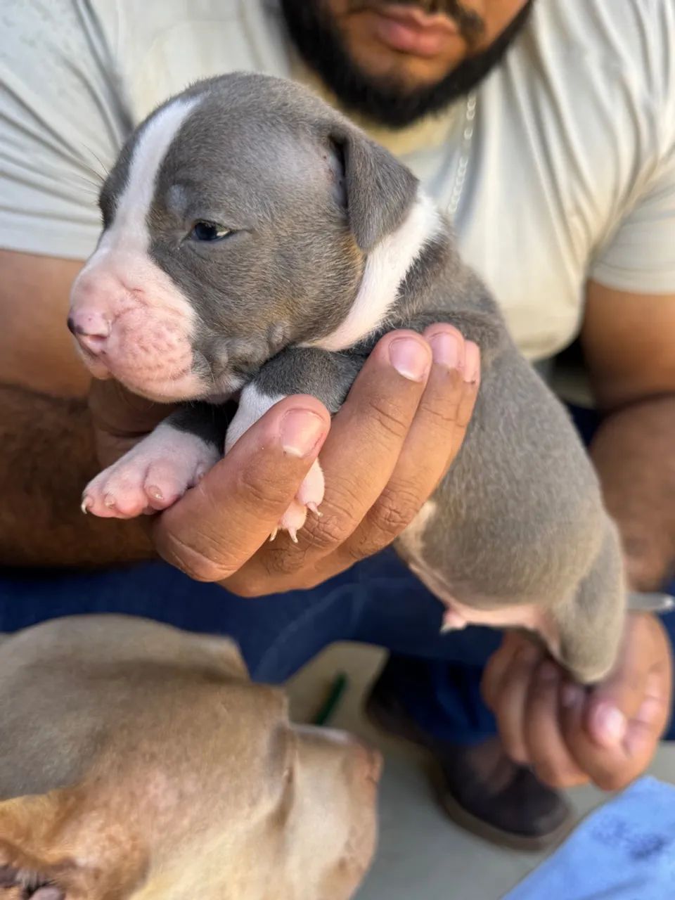 *PitMonster* Venda Disponível!