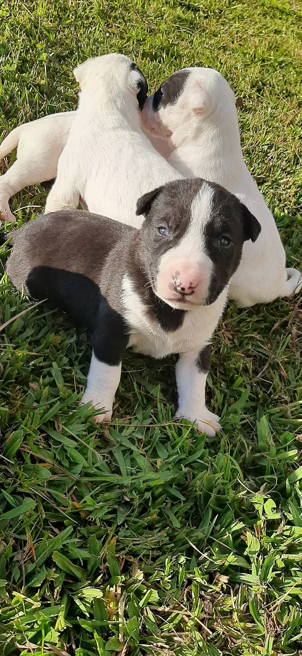 Filhotes de bull terrier para venda