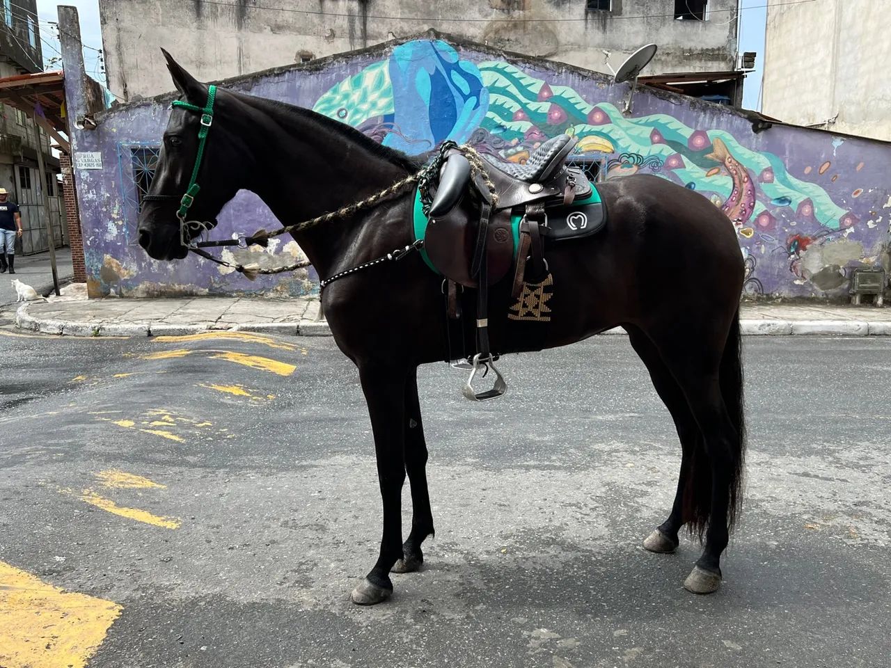 Potra preta - Foto 2